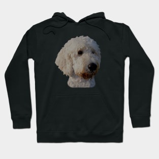 Blonde Goldendoodle Dog Hoodie